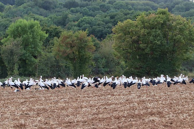 Cigogne blanche  - Delphine Tassan