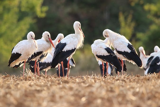 Cigogne blanche  - Delphine Tassan
