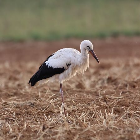 Cigogne blanche  - Delphine Tassan