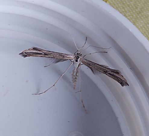 Emmelina monodactyla  - Patrick Raboin