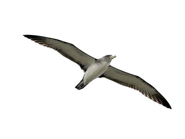 Puffin cendré  - Alain Fossé🦤