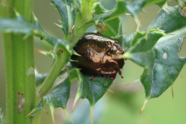 Chrysolina bankii  - Dominique Jourdan