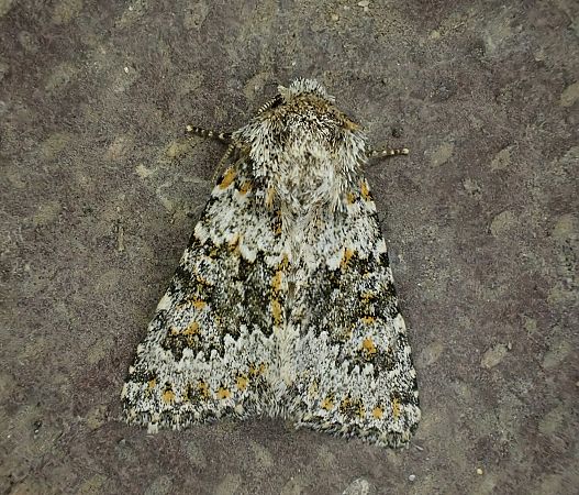 Hecatera dysodea  - Robert Hersant