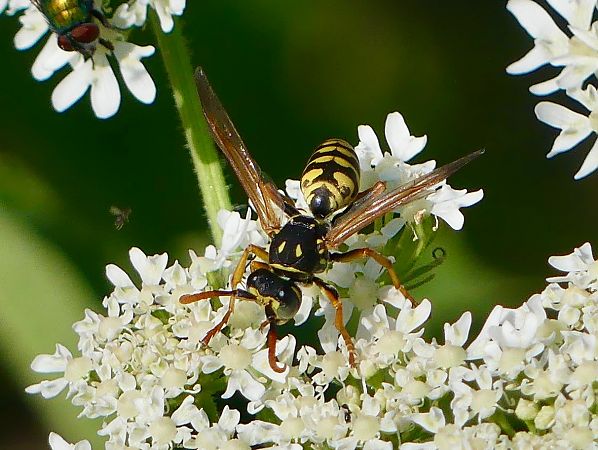 Polistes dominula  - Pierre Rousset