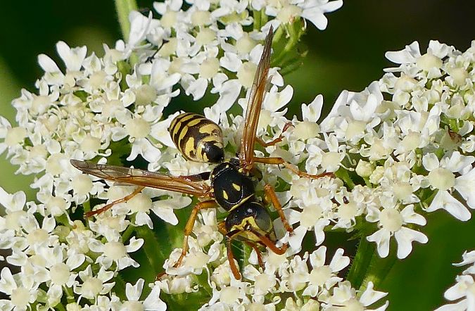 Polistes dominula  - Pierre Rousset
