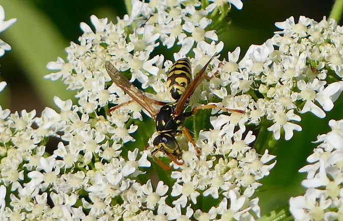 Polistes dominula  - Pierre Rousset