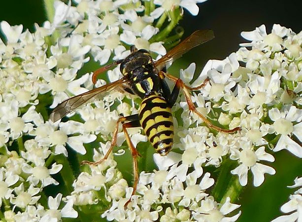 Polistes dominula  - Pierre Rousset