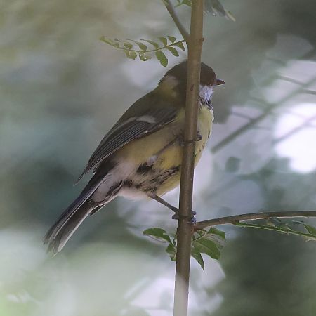 Mésange charbonnière  - Patrice Lambert
