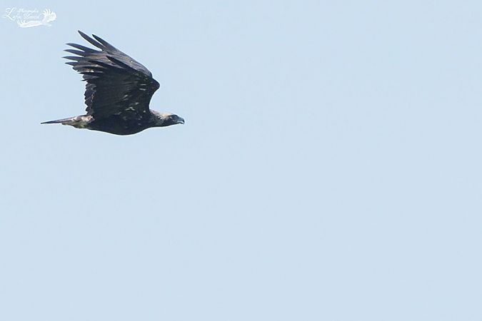 Aigle impérial  - Daniel Lafon