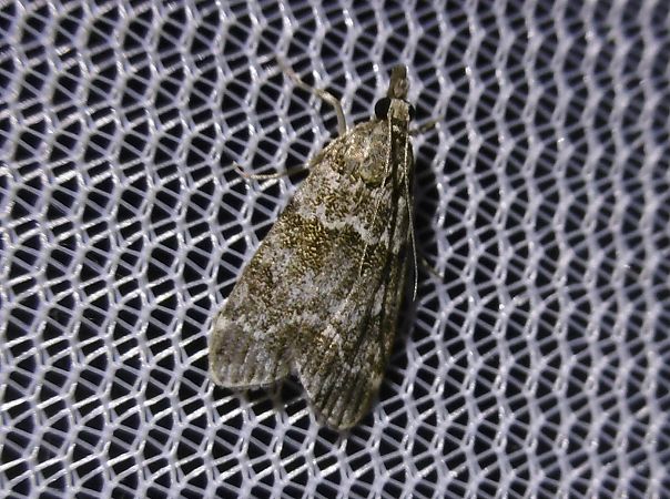 Eudonia mercurella  - Vincent Clement