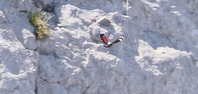 Wallcreeper  - Bertrand Lamothe