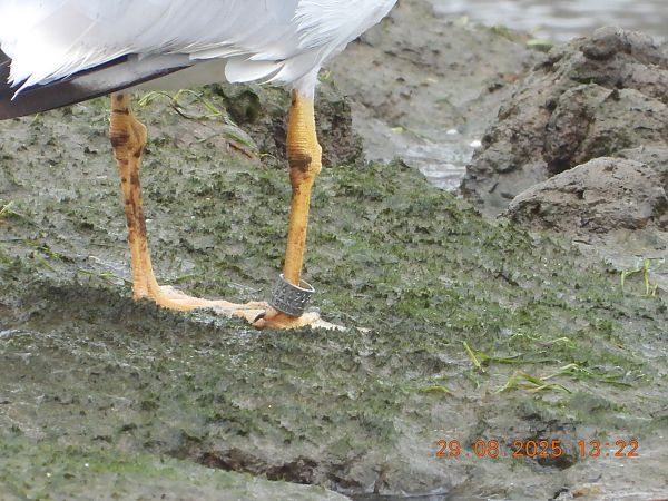 Larus michahellis *lusitanius*  - Bertrand Lamothe