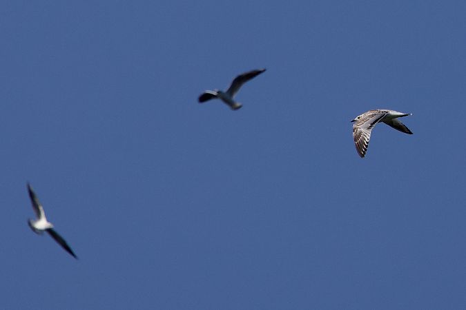 Mouette mélanocéphale  - Clement Charenton