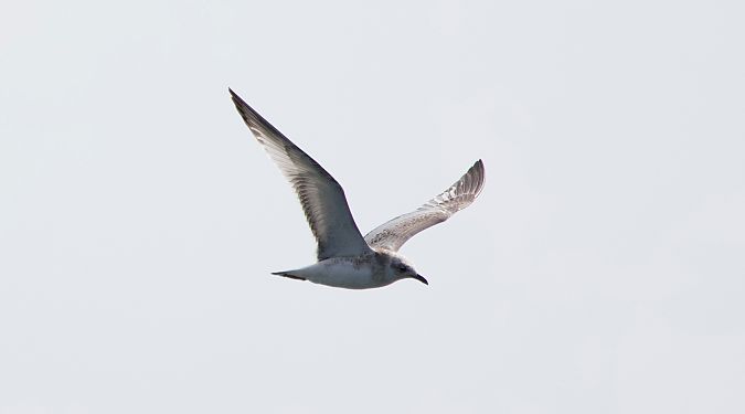 Mouette mélanocéphale  - Clement Charenton