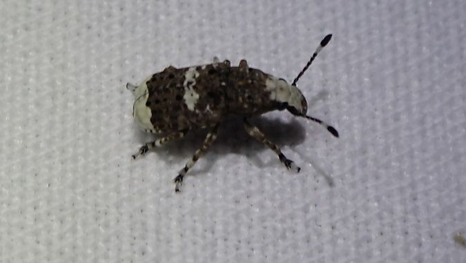 Platystomos albinus  - André Jourdain