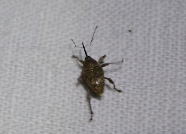 Curculio sp.  - André Jourdain