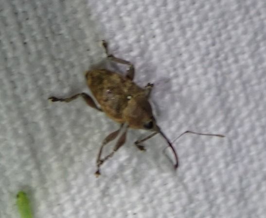 Curculio sp.  - André Jourdain