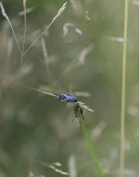 Andrena sp. 