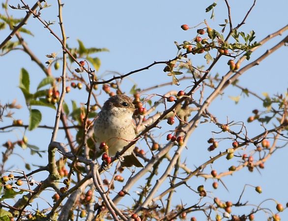 Pie-grièche écorcheur 