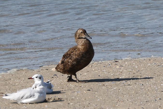 Eider à tête grise  - Pierre Laur-Fournié