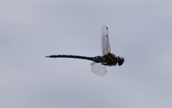 Aeschne mixte  - Alexandre Dutrey