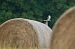 Black-winged Kite (Elanus caeruleus) © Alain Laborde