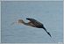 Ibis falcinelle  - Serge Pontacq