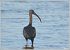 Ibis falcinelle  - Serge Pontacq