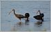 Ibis falcinelle  - Serge Pontacq