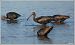 Ibis falcinelle  - Serge Pontacq