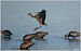 Ibis falcinelle  - Serge Pontacq