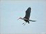 Ibis falcinelle  - Serge Pontacq