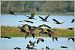 Ibis falcinelle  - Serge Pontacq