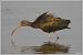 Ibis falcinelle  - Serge Pontacq