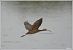Ibis falcinelle  - Serge Pontacq