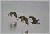 Ibis falcinelle  - Serge Pontacq