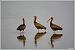Ibis falcinelle  - Serge Pontacq