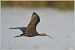 Ibis falcinelle  - Serge Pontacq