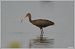 Ibis falcinelle  - Serge Pontacq