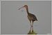 Ibis falcinelle  - Serge Pontacq