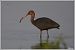 Ibis falcinelle  - Serge Pontacq