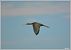 Ibis falcinelle  - Serge Pontacq