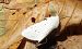 Ecaille tigrée (Spilosoma lubricipeda) © Guy-Noël You