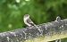 Gobemouche noir (Ficedula hypoleuca) © Lysianne et Michel Hainaut