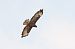 Buse variable (Buteo buteo) © Didier Bizien