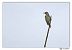 Pic vert (Picus viridis) © Claude Ares