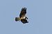 Balbuzard pêcheur (Pandion haliaetus) © Nicolas Dumats