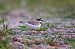 Petit Gravelot (Charadrius dubius) © Nicolas Dumats