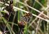 Mélitée des centaurées (Melitaea phoebe) © Martin Oates
