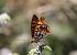 Petit Nacré (Issoria lathonia) © Martin Oates
